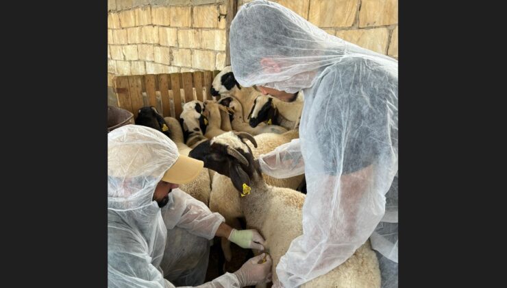 Koyun keçi çiçeği hastalığıyla mücadele kapsamında binlerce küçükbaş aşılandı…