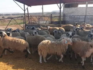 Kasaplık kuzu ve Kasaplık koyunlar canlı ağırlık üzerinden satışa çıkıyor