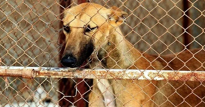 Güney Kore köpek eti tüketimini yasaklayan tasarıyı onayladı