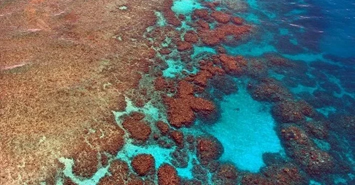 Bilim insanları resifleri ses dalgalarıyla yeniden canlandırmaya çalışıyor