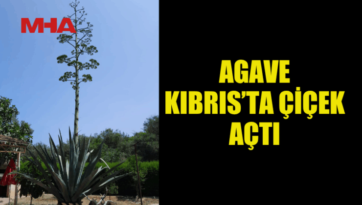 AGAVE KIBRIS’TA ÇİÇEK AÇTI – Mağusa Haber Ajansı
