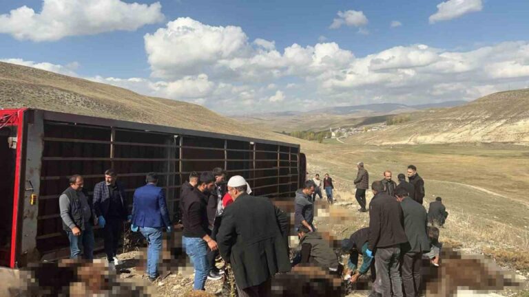 Erzurum’da hayvan yüklü tır devrildi: 130 küçükbaş telef oldu